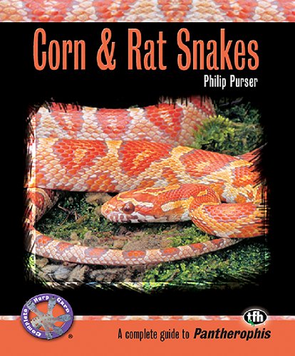 9780793828807: Corn & Rat Snakes (Complete Herp Care)