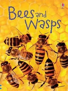 Imagen de archivo de Bees and Wasps (Beginner's Nature) a la venta por SecondSale