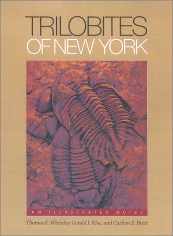 Stock image for Trilobites of New York: An Illustrated Guide for sale by Goodbookscafe