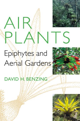 Imagen de archivo de Air Plants: Epiphytes and Aerial Gardens a la venta por HPB-Ruby