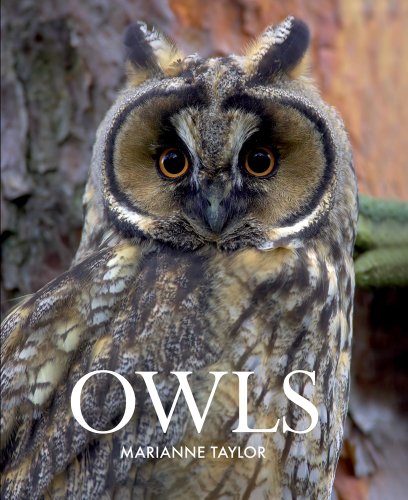 Imagen de archivo de Owls a la venta por Better World Books