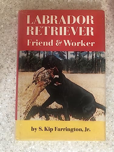 Labrador Retriever Friend and Worker