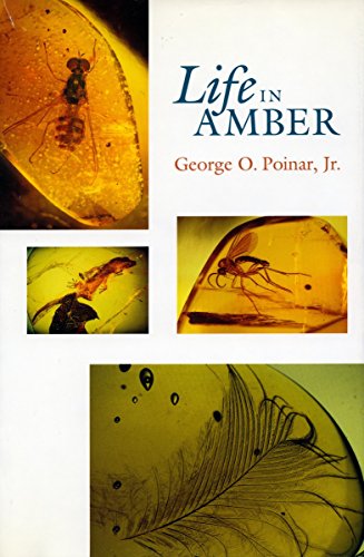 Imagen de archivo de Life in Amber a la venta por PAPER CAVALIER US