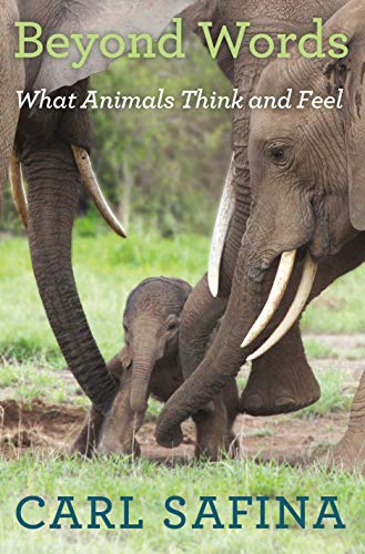 Imagen de archivo de Beyond Words: What Animals Think and Feel a la venta por Ergodebooks