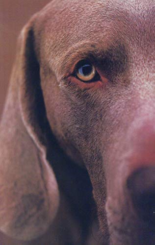 9780810934801: William Wegman Polaroids