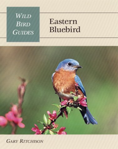 Stock image for Eastern Bluebird for sale by Better World Books
