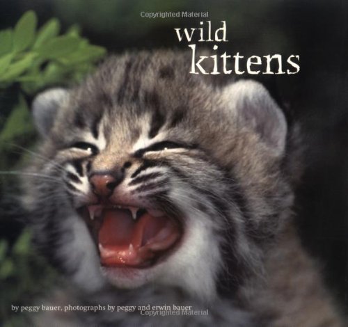 Beispielbild fr Wild Kittens zum Verkauf von WorldofBooks