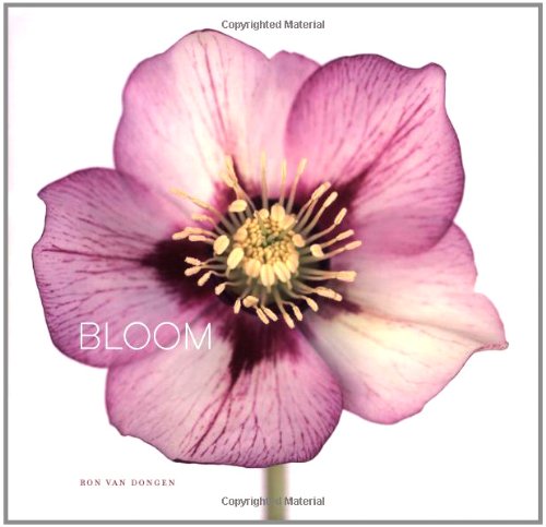 9780811857567: Bloom: by Ron van Dongen