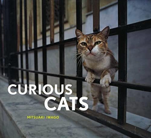 Stock image for Curious Cats for sale by SecondSale
