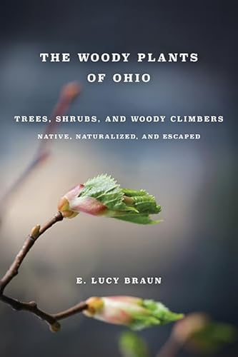 Imagen de archivo de WOODY PLANTS OF OHIO: Trees, Shrubs, and Woody Climbers: Native, Naturalized, and Escaped a la venta por KuleliBooks