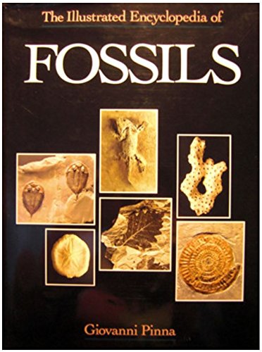 Stock image for The Illustrated Encyclopedia of Fossils for sale by Night Heron Books