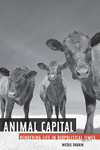 9780816653416: Animal Capital: Rendering Life in Biopolitical Times