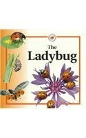 Beispielbild fr The Ladybug zum Verkauf von ThriftBooks-Atlanta