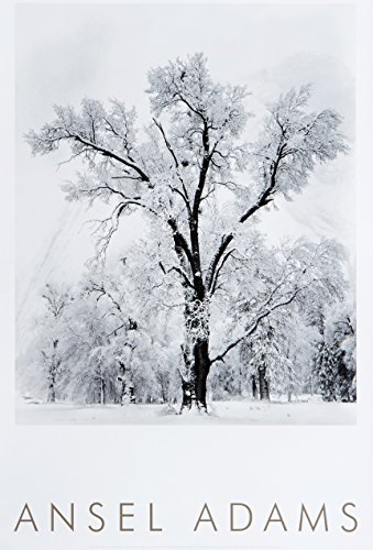 9780821224199: Oak Tree, Snowstorm, Yosemite National Park, Cailfornia 1948