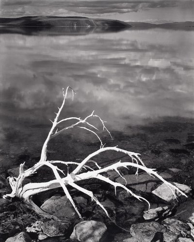 9780821261910: White Branches, Mono Lake, California, 1947