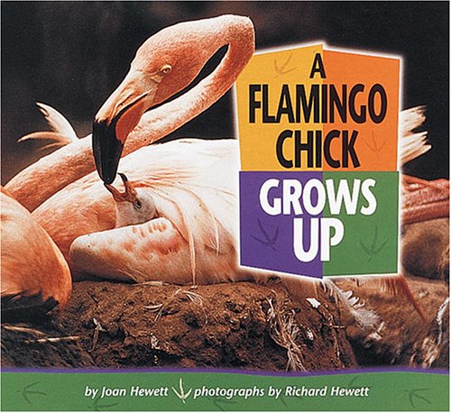 9780822500902: A Flamingo Chick Grows Up