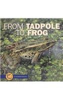 Stock image for From Tadpole to Frog (Start to Finish) for sale by More Than Words