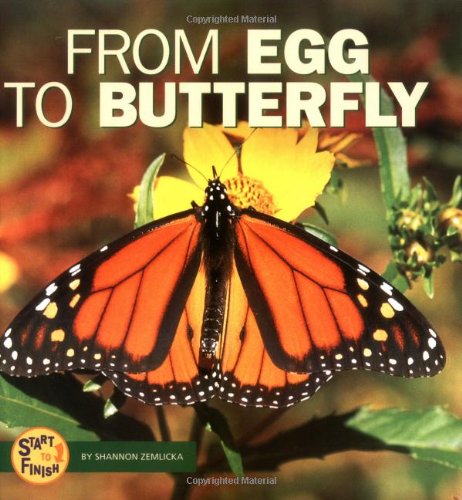 Stock image for From Egg to Butterfly (Start to Finish) for sale by HPB Inc.