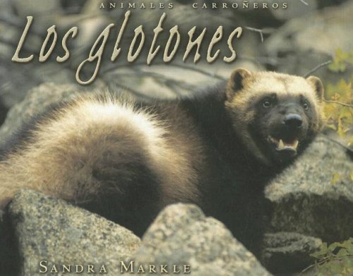 Los Glotones/Wolverines (Animales Carroneros/Animal Scavengers) (Spanish Edition) (9780822577362) by Markle, Sandra