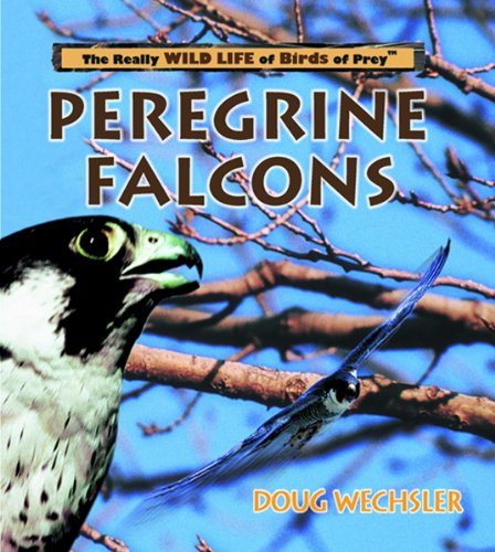 Imagen de archivo de Peregrine Falcons (Really Wild Life of Birds of Prey) a la venta por SecondSale