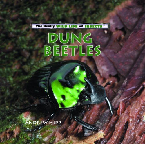 Stock image for Dung Beetles (Really Wild Life of Insects) for sale by HPB-Emerald