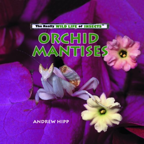Stock image for Orchid Mantises (Really Wild Life of Insects) for sale by HPB-Emerald