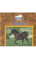 Stock image for Morgans for sale by Better World Books