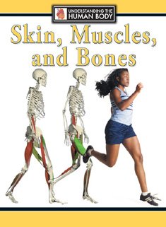 Stock image for Skin, Muscles, and Bones (Understanding the Human Body) for sale by Ergodebooks