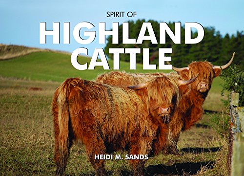 Stock image for Spirit of Highland Cattle for sale by WorldofBooks