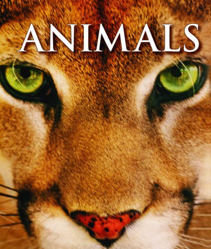 Imagen de archivo de Animals Stencil Flash Cards a la venta por Goldstone Books