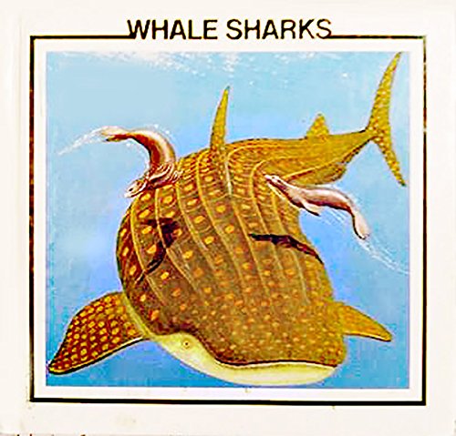 Beispielbild fr Whale Sharks zum Verkauf von ThriftBooks-Atlanta