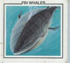 Stock image for Fin Whales for sale by Better World Books