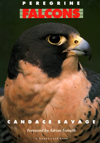 Beispielbild fr Peregrine Falcons zum Verkauf von Wonder Book
