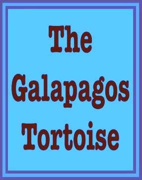 Stock image for The Galapagos Tortoise: Remarkable Animals for sale by ThriftBooks-Atlanta