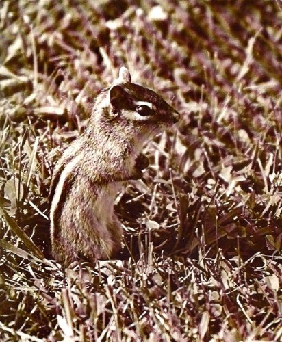 Stock image for CHIPMUNK PORTRAIT for sale by Neil Shillington: Bookdealer/Booksearch