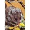 Stock image for Teddy Bear Hamsters for sale by Half Price Books Inc.