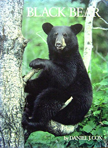 Stock image for Black Bear for sale by Wonder Book
