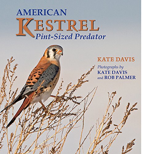 Stock image for American Kestrel: Pint-Sized Predator for sale by Chaparral Books