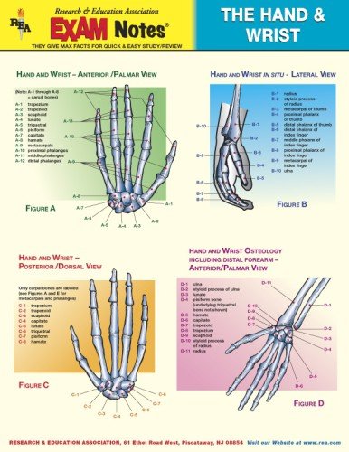 Hand & Wrist Anatomy EXAM Notes (EXAM Notes Reference Charts) (9780878912384) by The Editors Of REA; Anatomy Study Guides