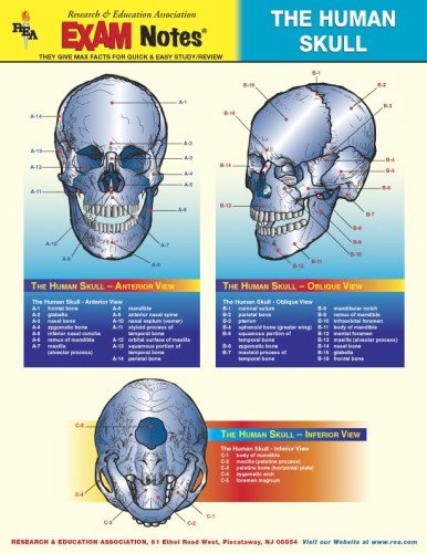 Human Skull Anatomy EXAM Notes (EXAM Notes Reference Charts) (9780878912414) by The Editors Of REA; Anatomy Study Guides