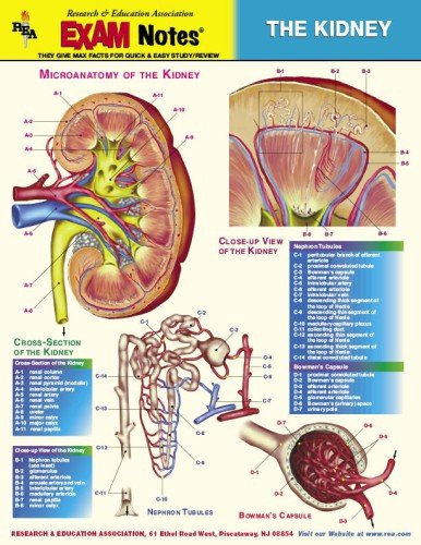 Imagen de archivo de Kidney Anatomy EXAM Notes a la venta por Vintage Book Shoppe