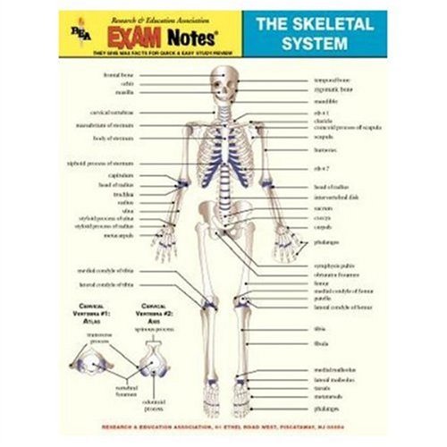 Beispielbild fr EXAMNotes for Skeletal System (EXAMNotes) zum Verkauf von Bookmans