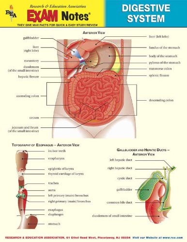 EXAMNotes for Digestive System (EXAMNotes) (9780878918218) by Editors Of REA; Anatomy Study Guides