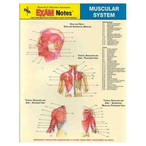 Stock image for Muscular System: ExamNotes- Reference Guide for sale by a2zbooks