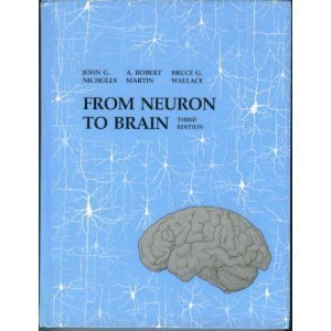 Imagen de archivo de From Neuron to Brain : A Cellular and Molecular Approach to the Function of the Nervous System a la venta por First Choice Books
