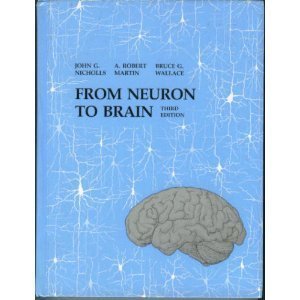 Stock image for From Neuron to Brain: Cellular Approach to the Function of the Nervous System for sale by WorldofBooks