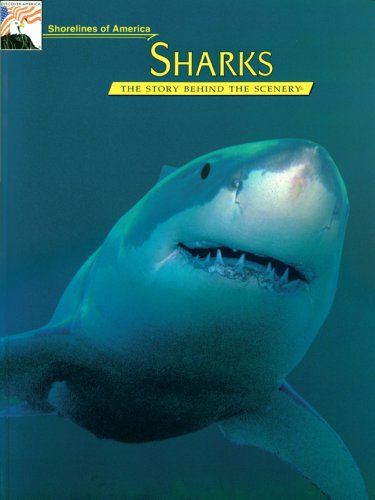Beispielbild fr Sharks - Shorelines of America : The Story Behind the Scenery zum Verkauf von Better World Books