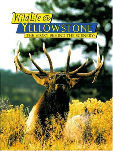 Imagen de archivo de Wildlife @ Yellowstone: The Story Behind The Scenery (Profusely illustrated) a la venta por GloryBe Books & Ephemera, LLC