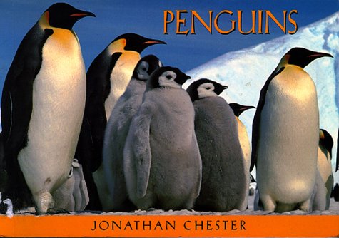 9780890877647: Penguins: 23 Postcards