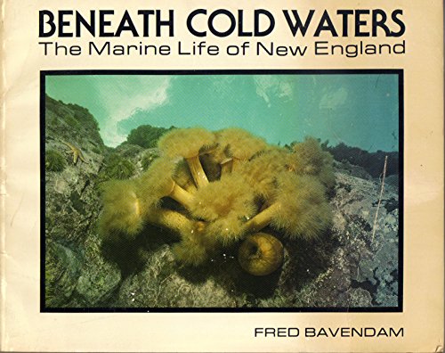 Beispielbild fr Beneath Cold Waters: The Marine Life of New England zum Verkauf von Availing Books